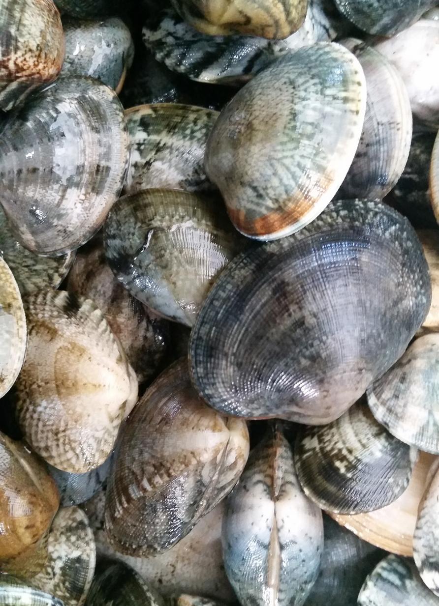 Vongole Veraci