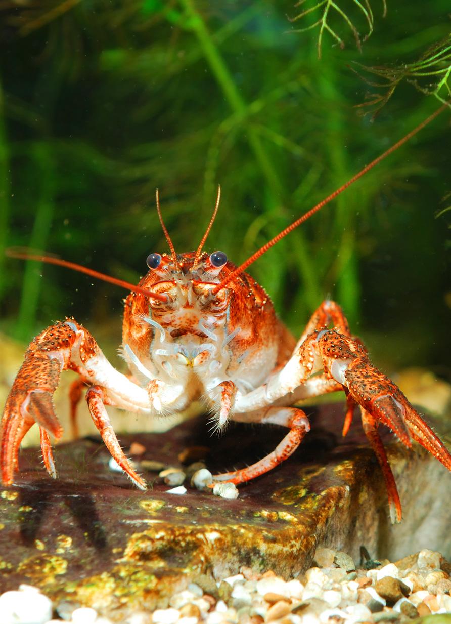 Scampi o gamberi di acqua dolce