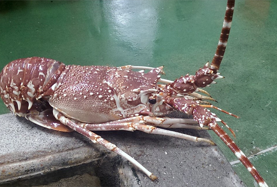 Spiny Lobster