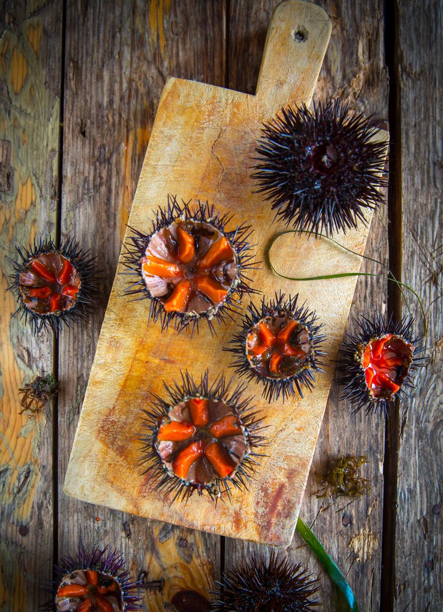 Sea Urchin