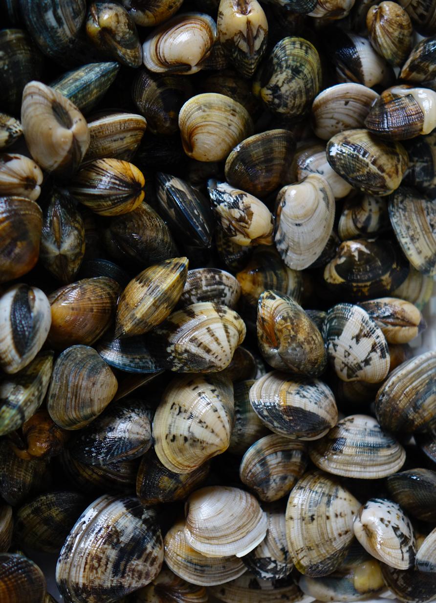 Vongole di alevamento