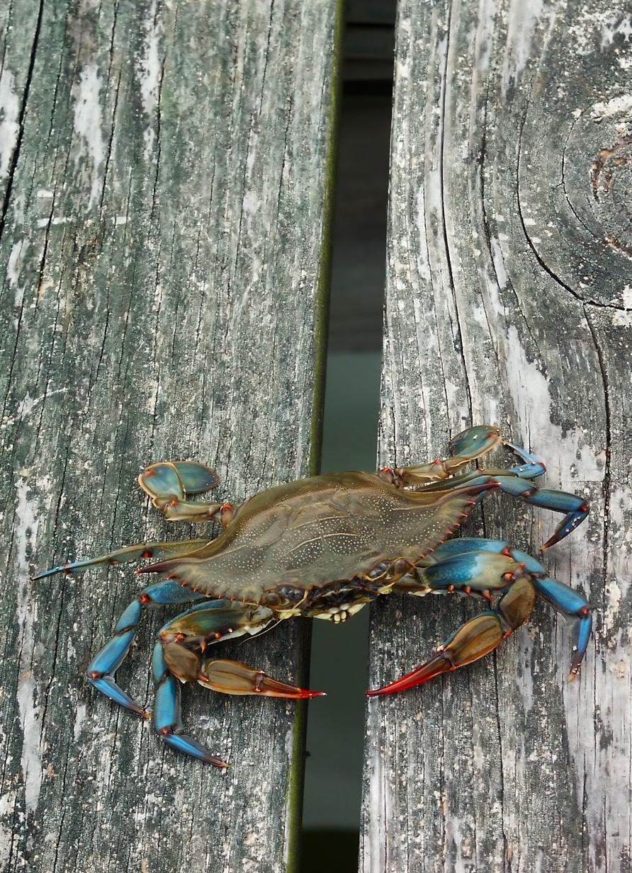 Blue Crab