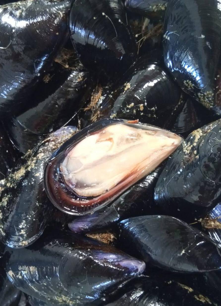 Mussels